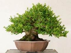 冬青盆景怎么修剪管理的方法