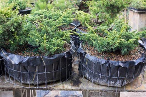 在鹿草甸制作盆景