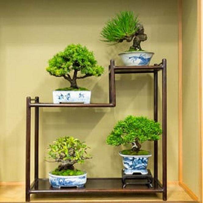 佑泉盆景在美国国家盆景展上展出