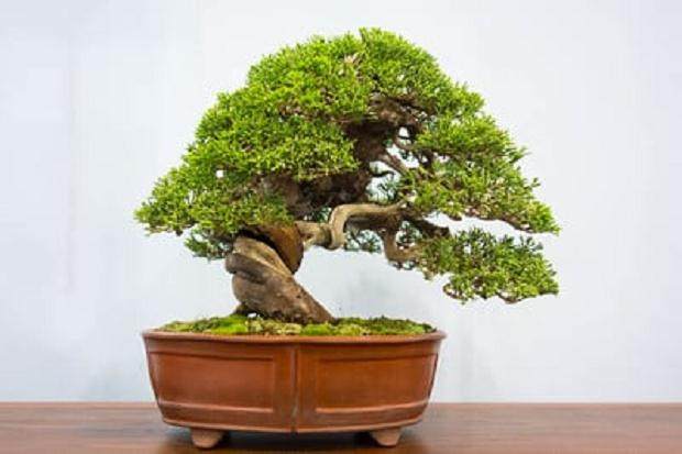 小品盆景在第四届美国全国盆景展上