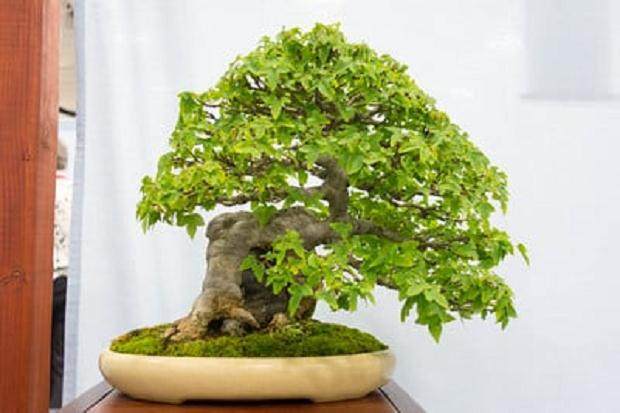 小品盆景在第四届美国全国盆景展上