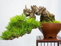 你在美国国家盆景展上遇到的人