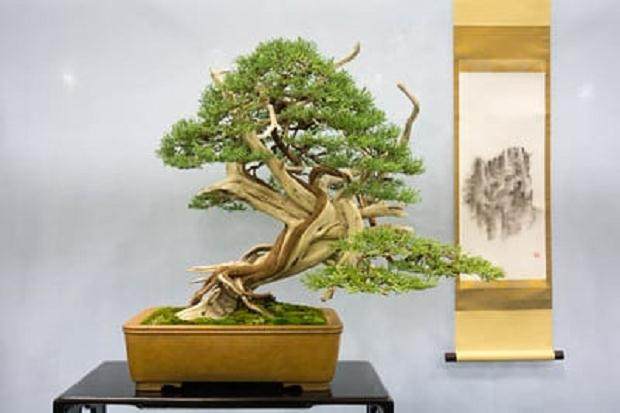 落基山桧 - ABS北美奖