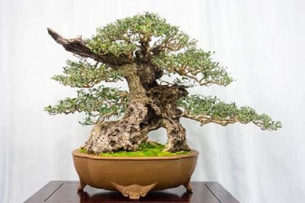 野生橄榄 - 常青盆景奖