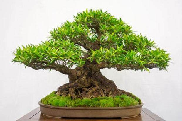 柳叶无花果 - 波多黎各盆景联合会奖