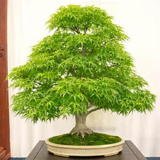 第四届美国国家盆景展亮点