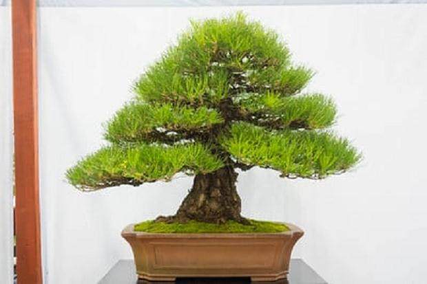 第四届美国国家盆景展亮点