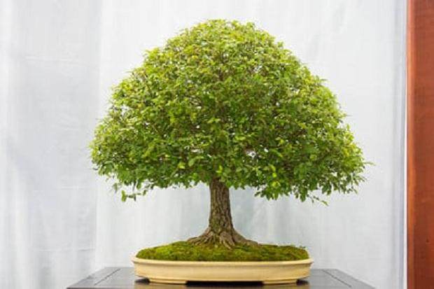 美国榆树 - 国家奖