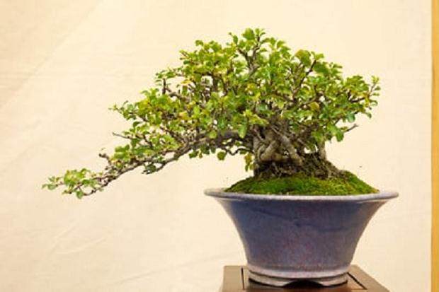 金州盆景联合会第37届大会 - 展出的落叶树木