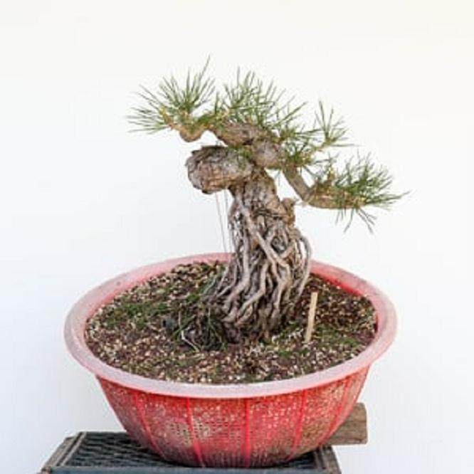 图解 怎么修剪日本黑松盆景的经验