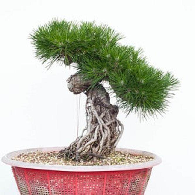 图解 怎么修剪日本黑松盆景的经验