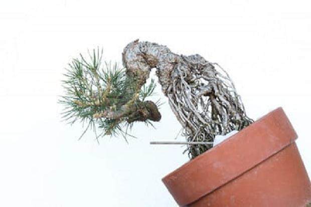 图解 怎么修剪日本黑松盆景的经验