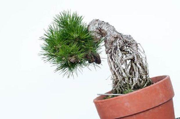 图解 怎么修剪日本黑松盆景的经验