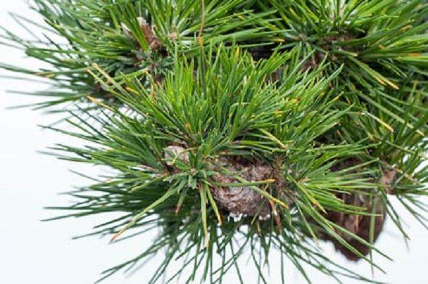 图解 怎么修剪日本黑松盆景的经验