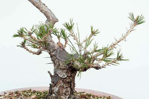 图解 怎么修剪日本黑松盆景的经验