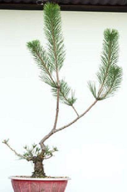 图解 怎么修剪日本黑松盆景的经验