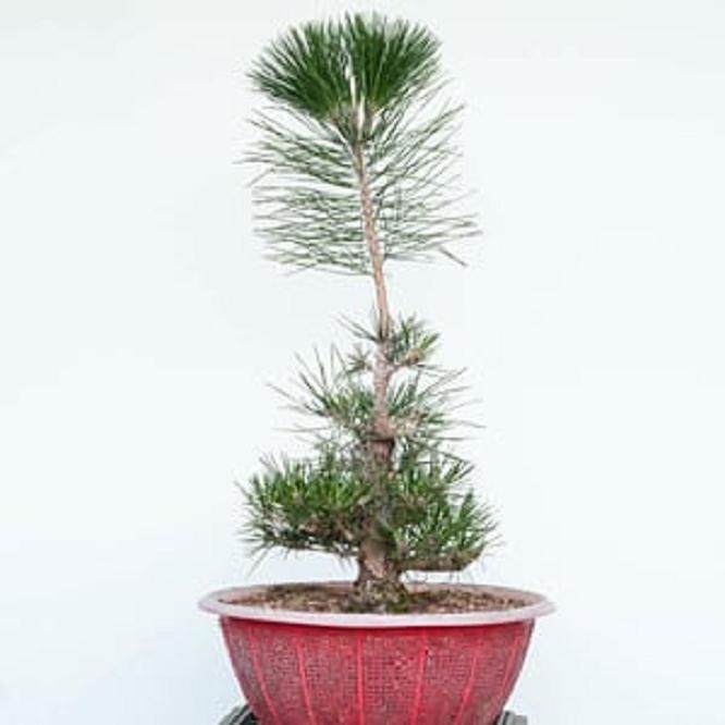 图解 怎么修剪日本黑松盆景的经验