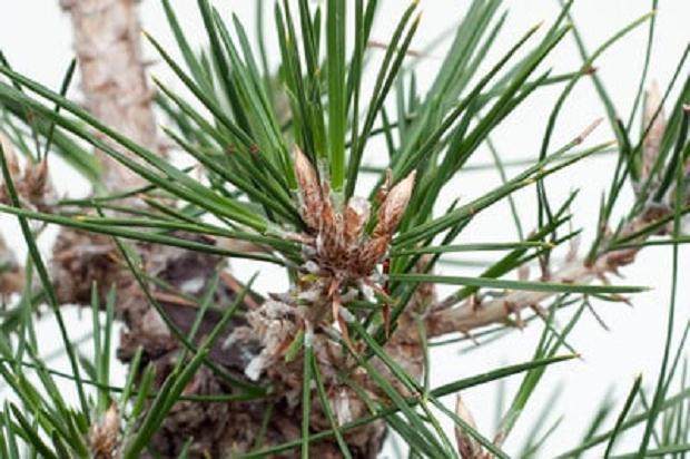 图解 怎么修剪日本黑松盆景的经验