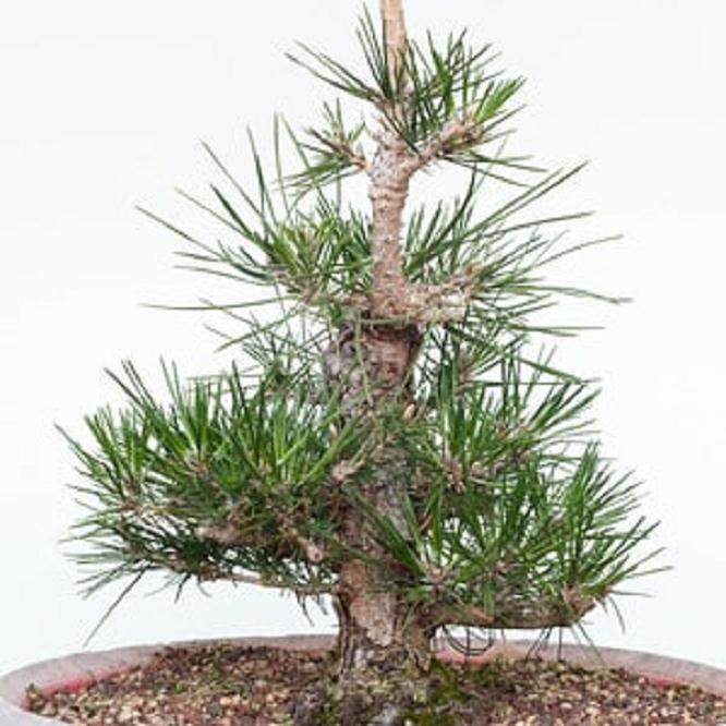 图解 怎么修剪日本黑松盆景的经验