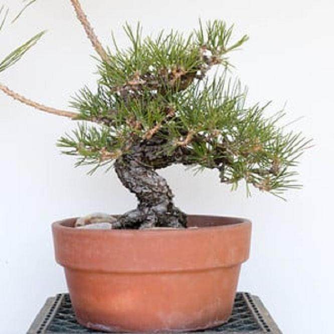 图解 怎么修剪日本黑松盆景的经验