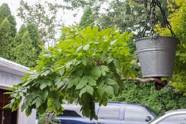 更多来自国际植物园的盆景