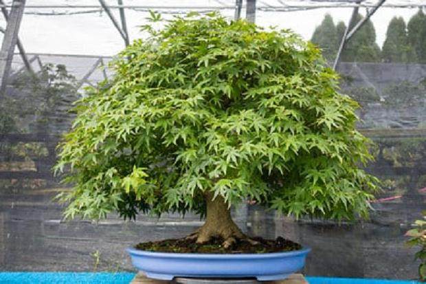 更多来自国际植物园的盆景