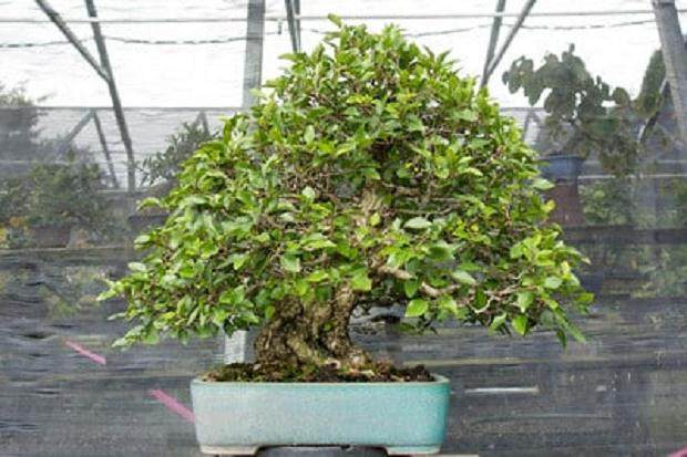 更多来自国际植物园的盆景