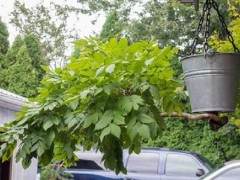 更多来自国际植物园的盆景