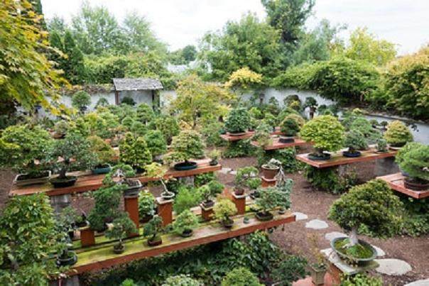 国际盆景植物园