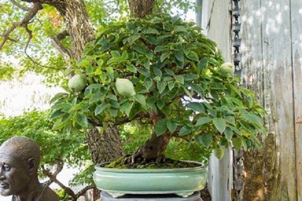 在纽约州参加第四届美国全国盆景展时