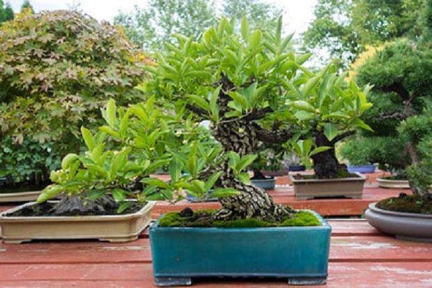 在纽约州参加第四届美国全国盆景展时