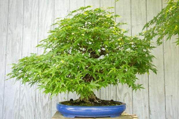 在纽约州参加第四届美国全国盆景展时