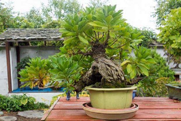 在纽约州参加第四届美国全国盆景展时