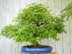 在纽约州参加第四届美国全国盆景展时