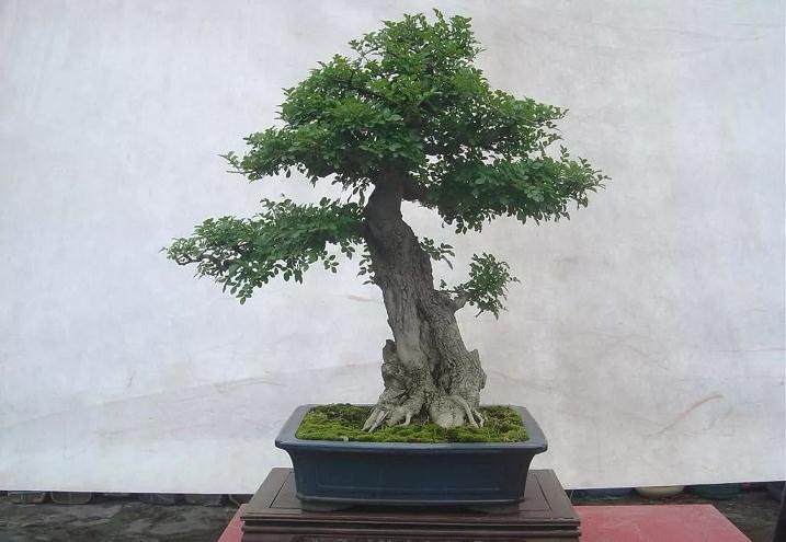 捆缚的盆景 违背了自然原则吗?