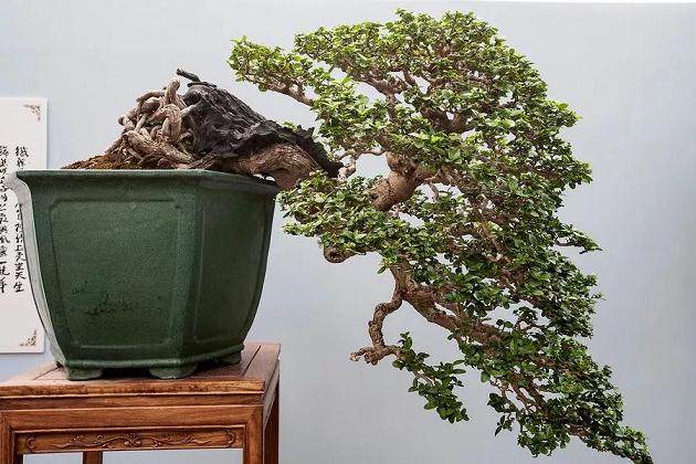 捆缚的盆景 违背了自然原则吗?