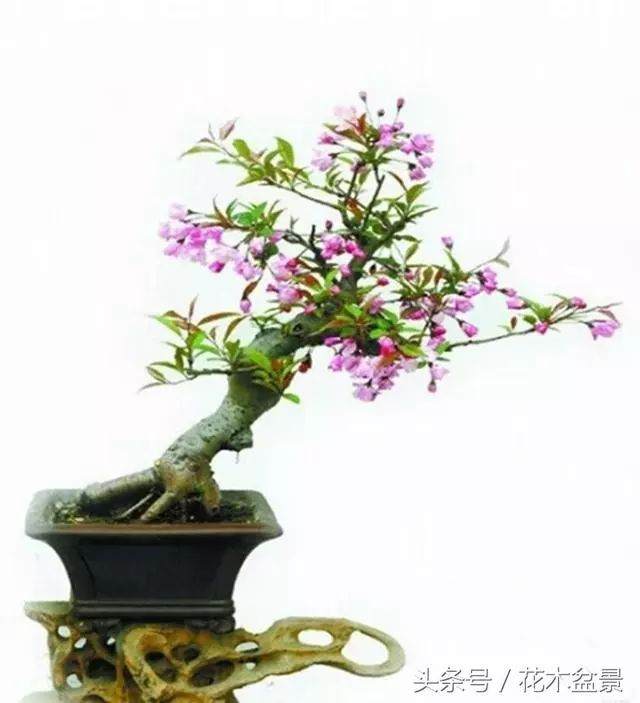 海棠花老桩盆景怎样制作的方法