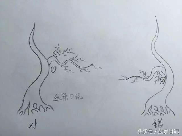 图解 非常实用的盆景出枝要领