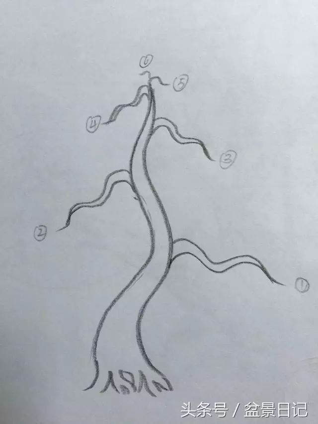 图解 非常实用的盆景出枝要领