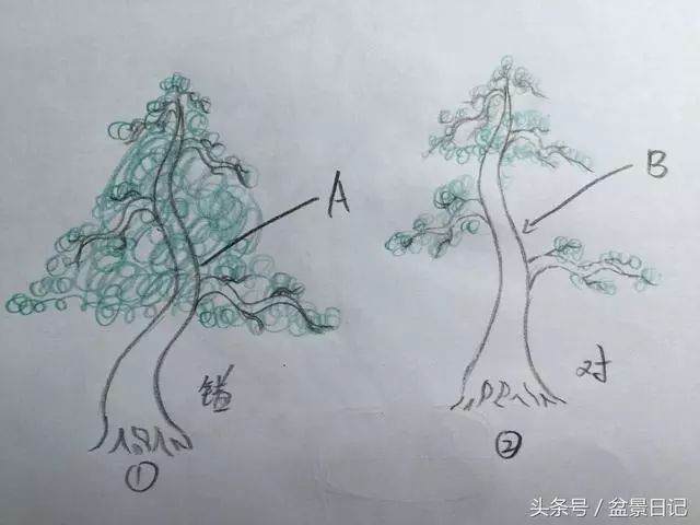图解 非常实用的盆景出枝要领