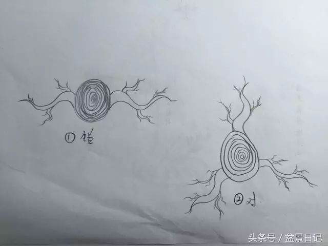 图解 非常实用的盆景出枝要领