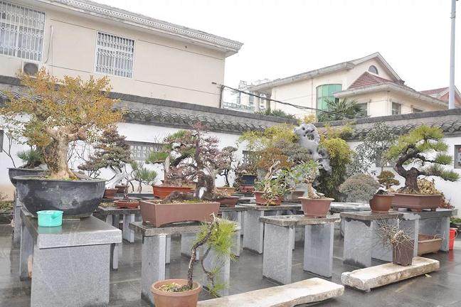 姜拥军的庭院及室内有几十种盆景