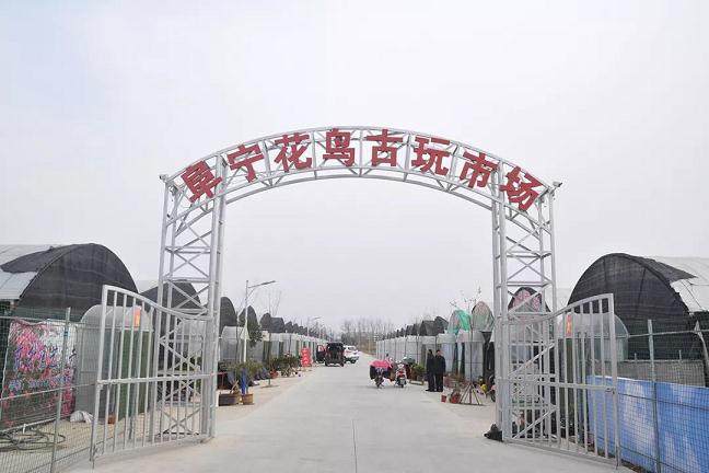 姜拥军的庭院及室内有几十种盆景