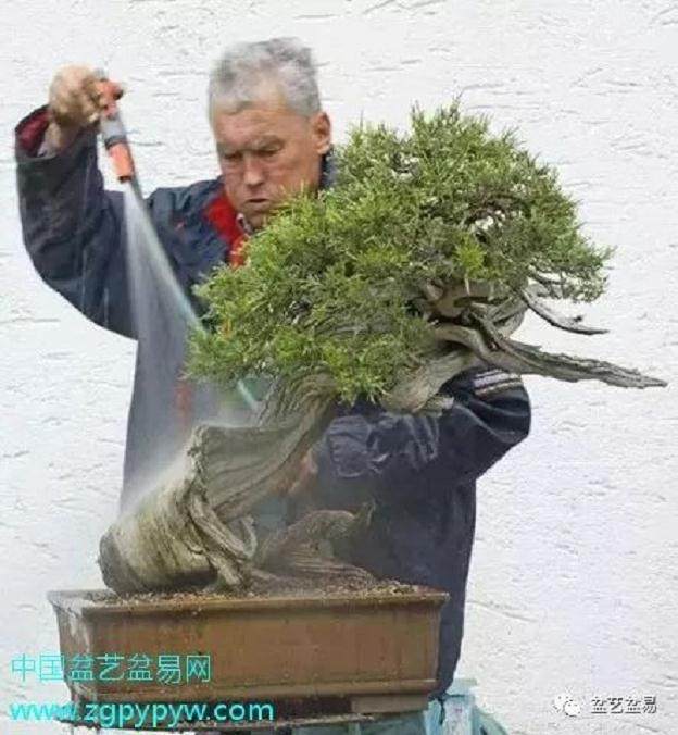 沃尔特&middot;坡尔 Walter Pall  享誉世界的德国盆景大师