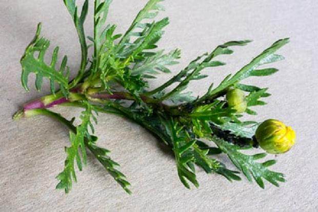 蚜虫是盆景害虫中最常见的 如何防治呢