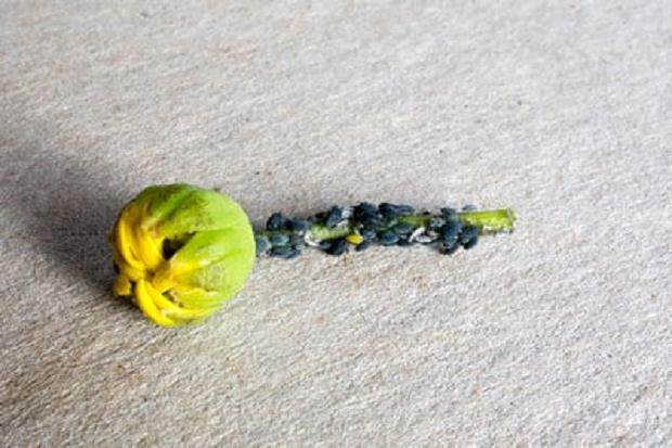 蚜虫是盆景害虫中最常见的 如何防治呢