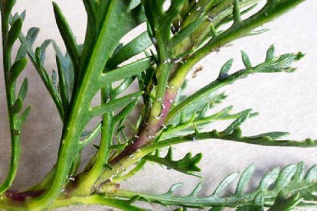 蚜虫是盆景害虫中最常见的 如何防治呢