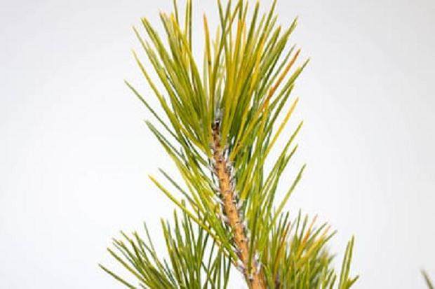 蚜虫是盆景害虫中最常见的 如何防治呢