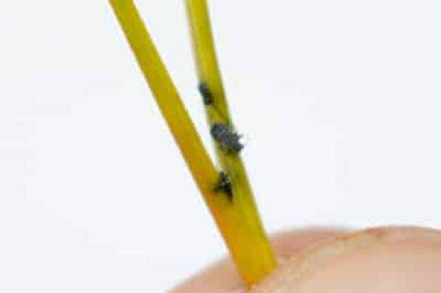 蚜虫是盆景害虫中最常见的 如何防治呢