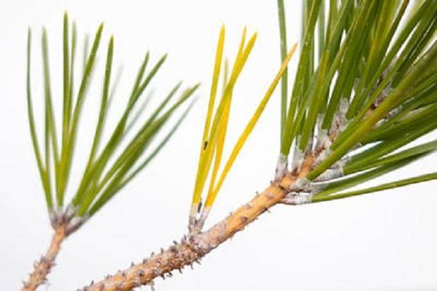 蚜虫是盆景害虫中最常见的 如何防治呢